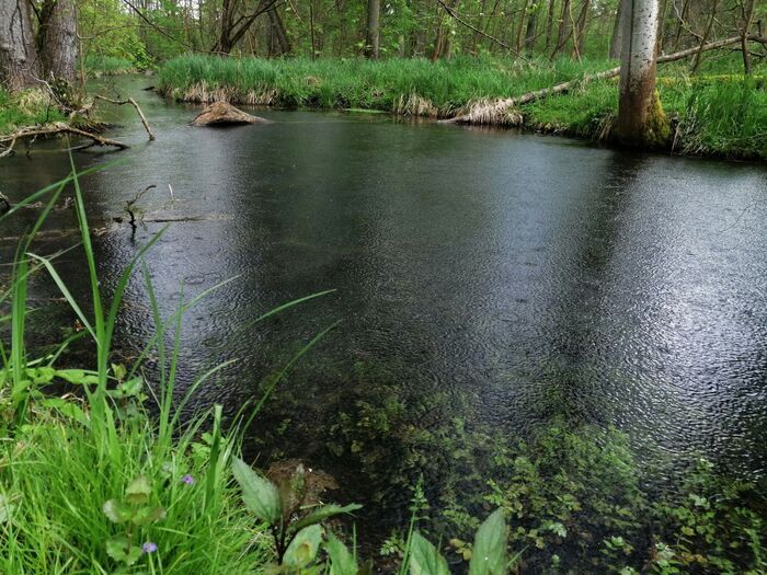 L’Ill*Wald face au changement climatique