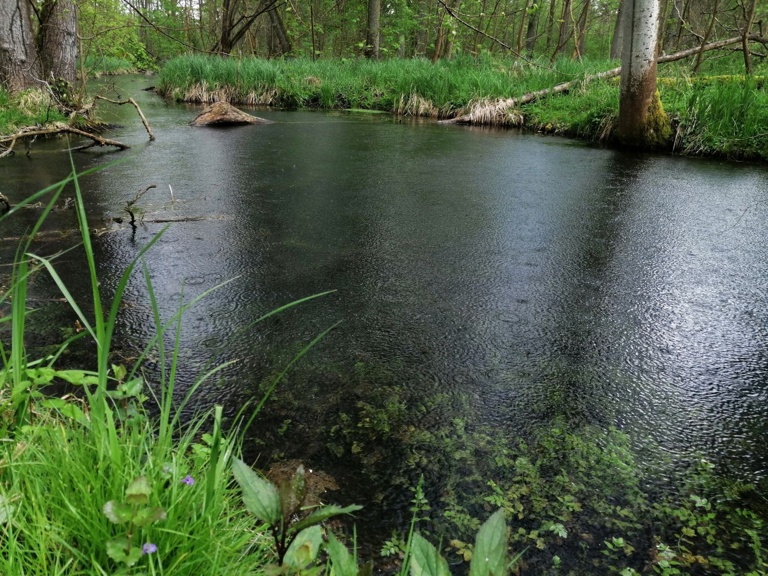 L’Ill*Wald face au changement climatique