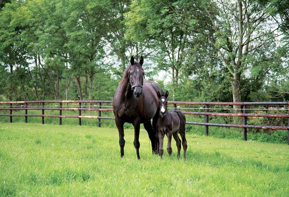 Visite professionnelle du Haras de Bouttemont