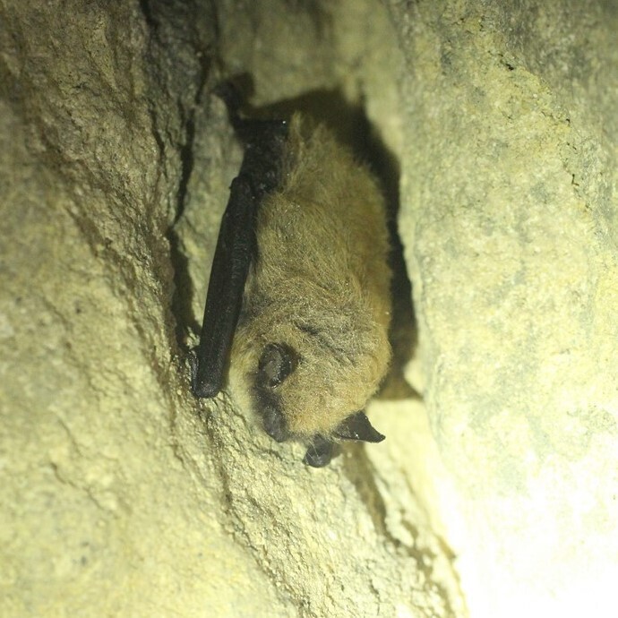 Nuit Internationale de la chauve-souris
