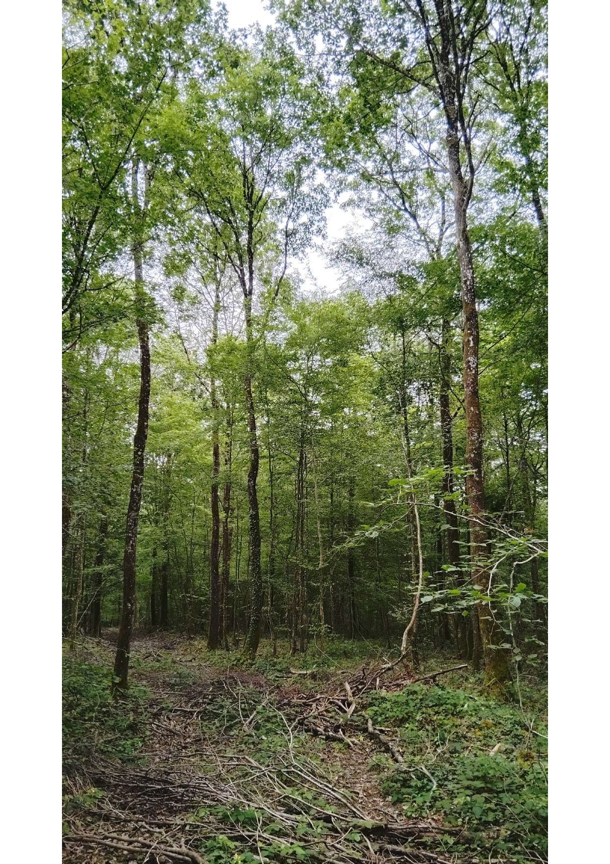 Explorez une forêt domaniale
