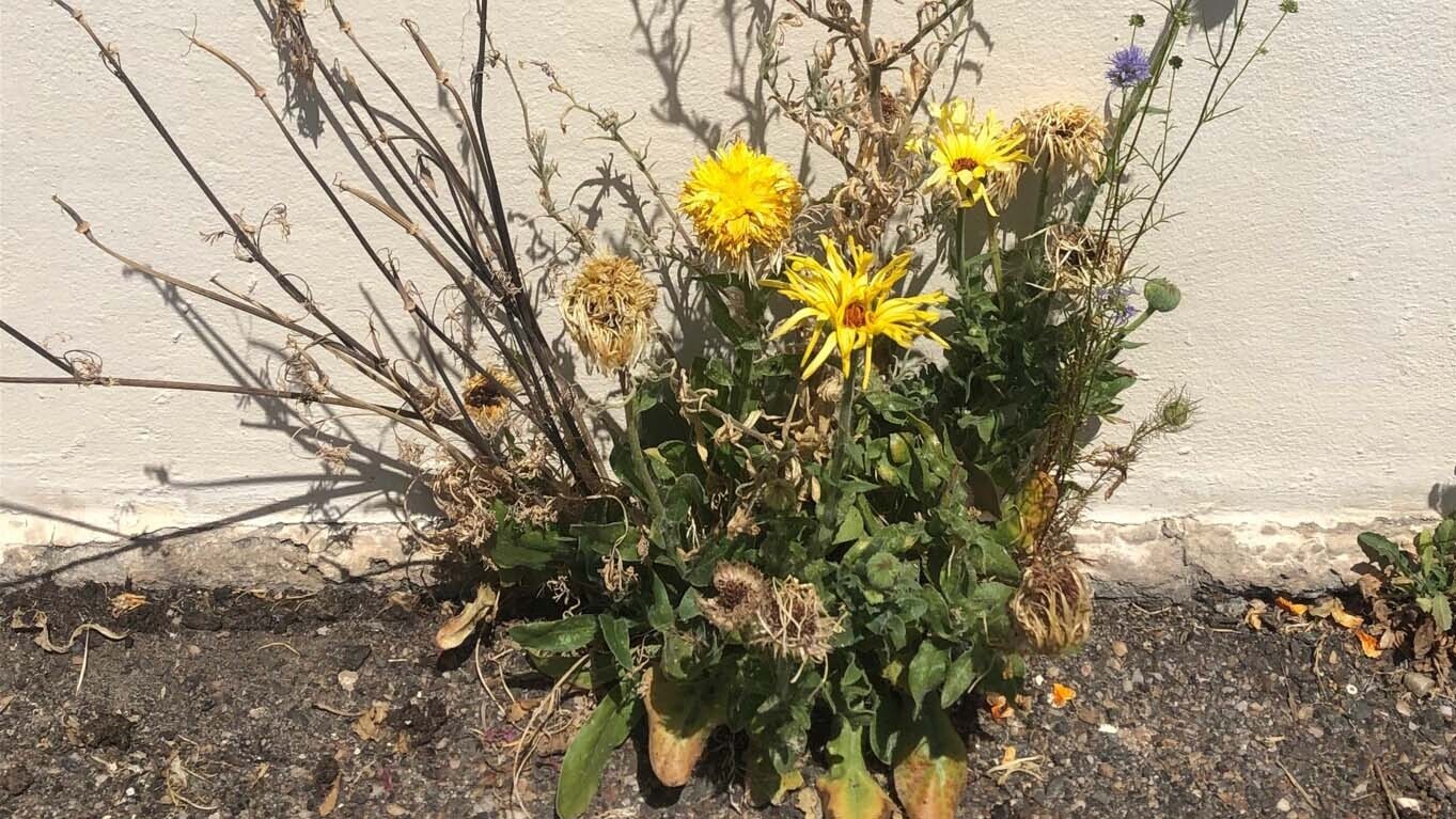 Imaginons les plantes urbaines du futur !