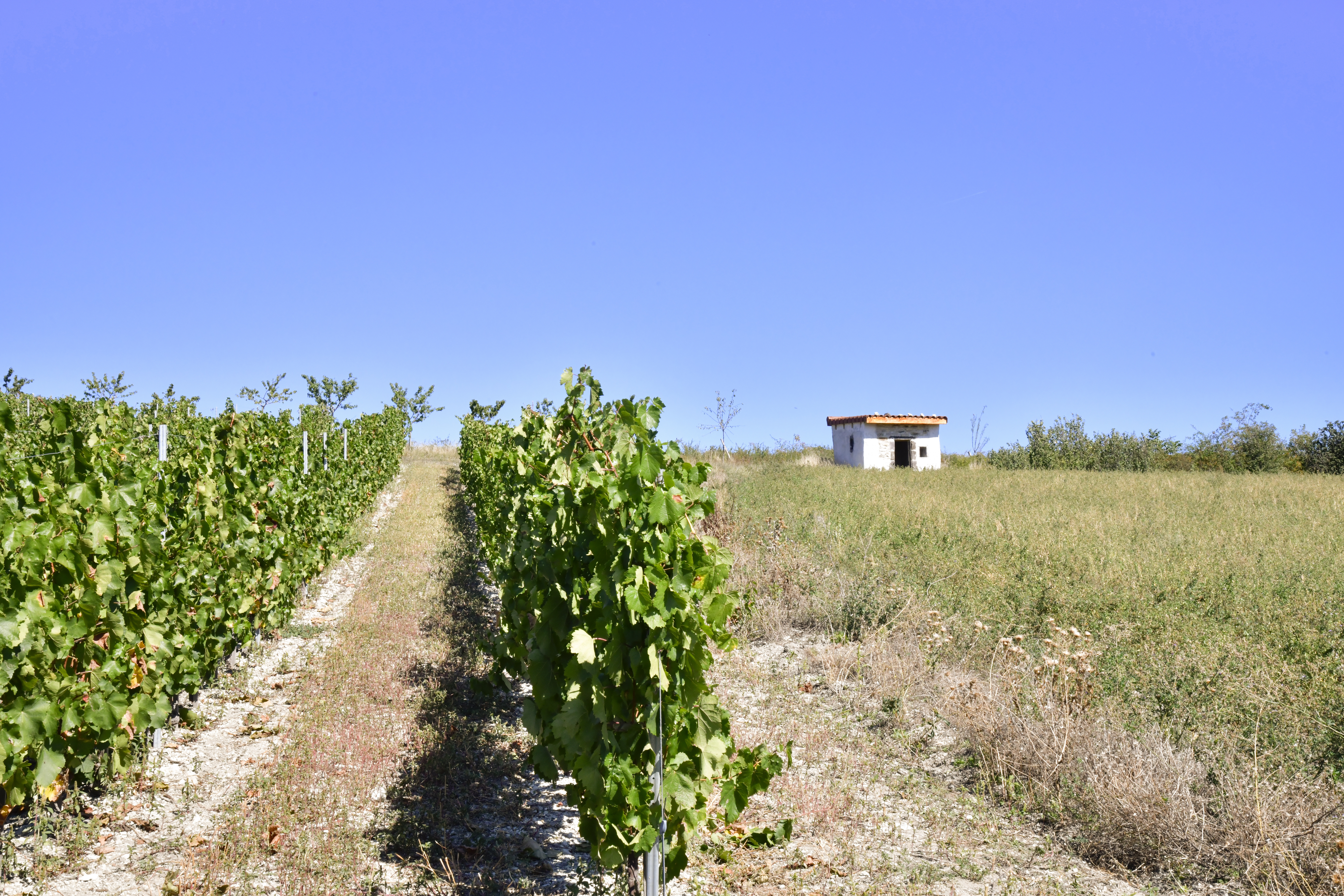 Cournon-d’Auvergne, au cœur du patrimoine vigneron : entre patrimoine bâti et culture de la vigne