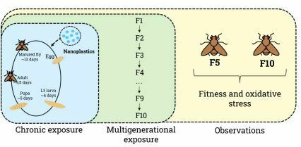 The multigenerational effects of nanoplastic exposure on fitness and oxidative stress of Drosophila melanogaster