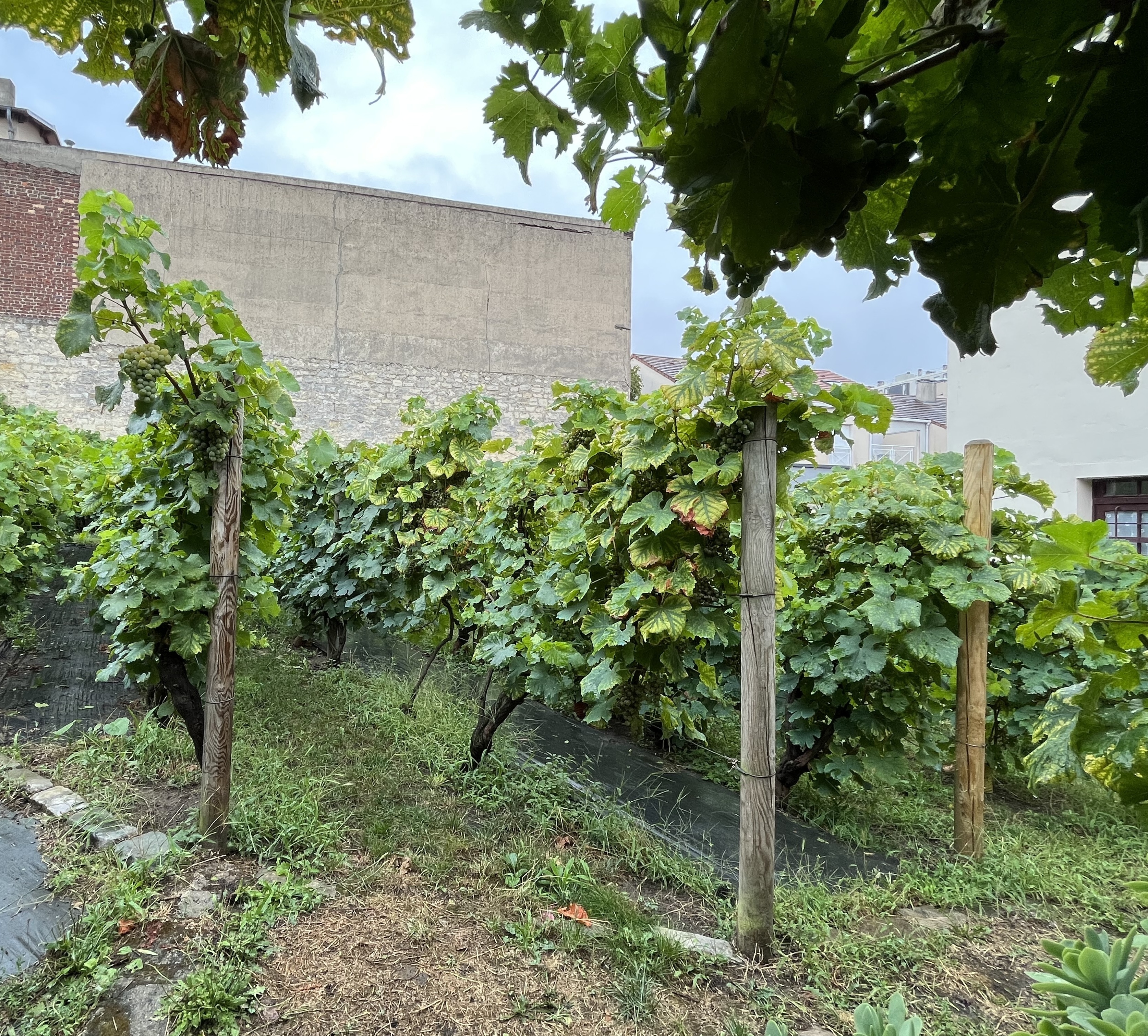 Visite de la Vigne et de la Grange de Clamart