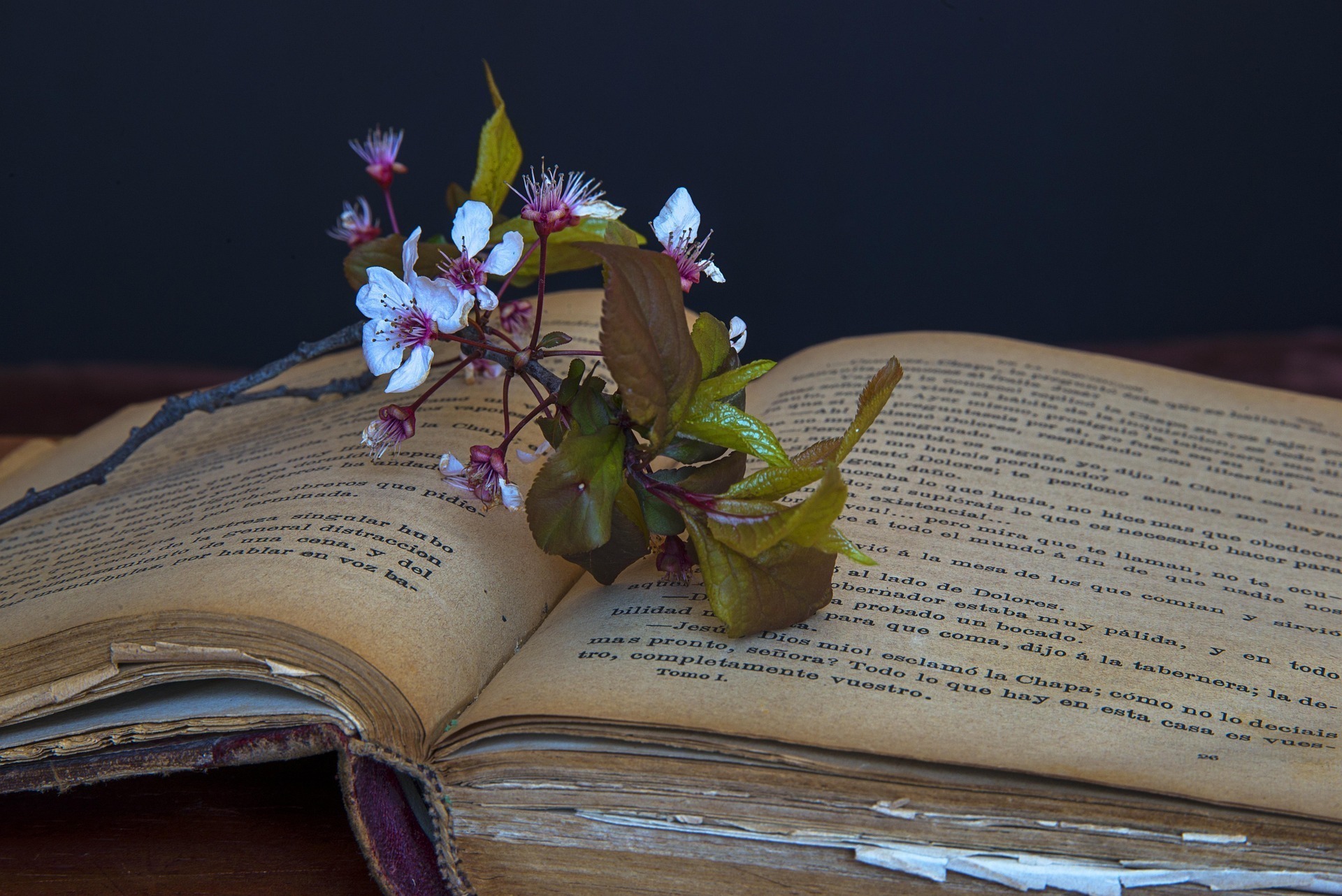 Livres et Verdure : Bibliothèque nomade