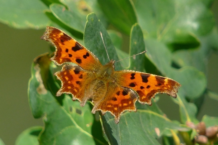 Sortie naturaliste accompagnée : Les papillons du site de Courpain