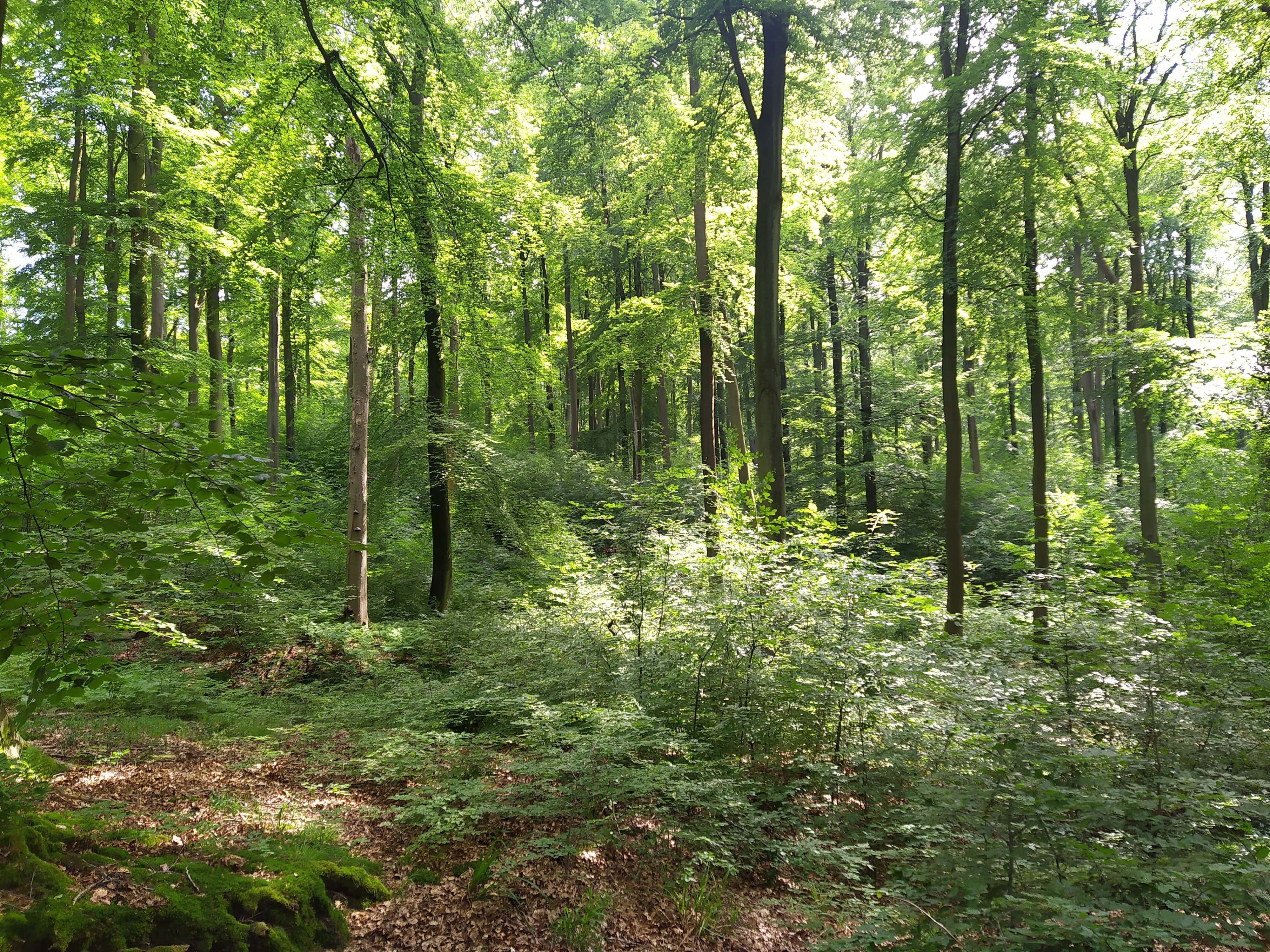 Randonnée-bivouac à la découverte de la forêt d'Halatte