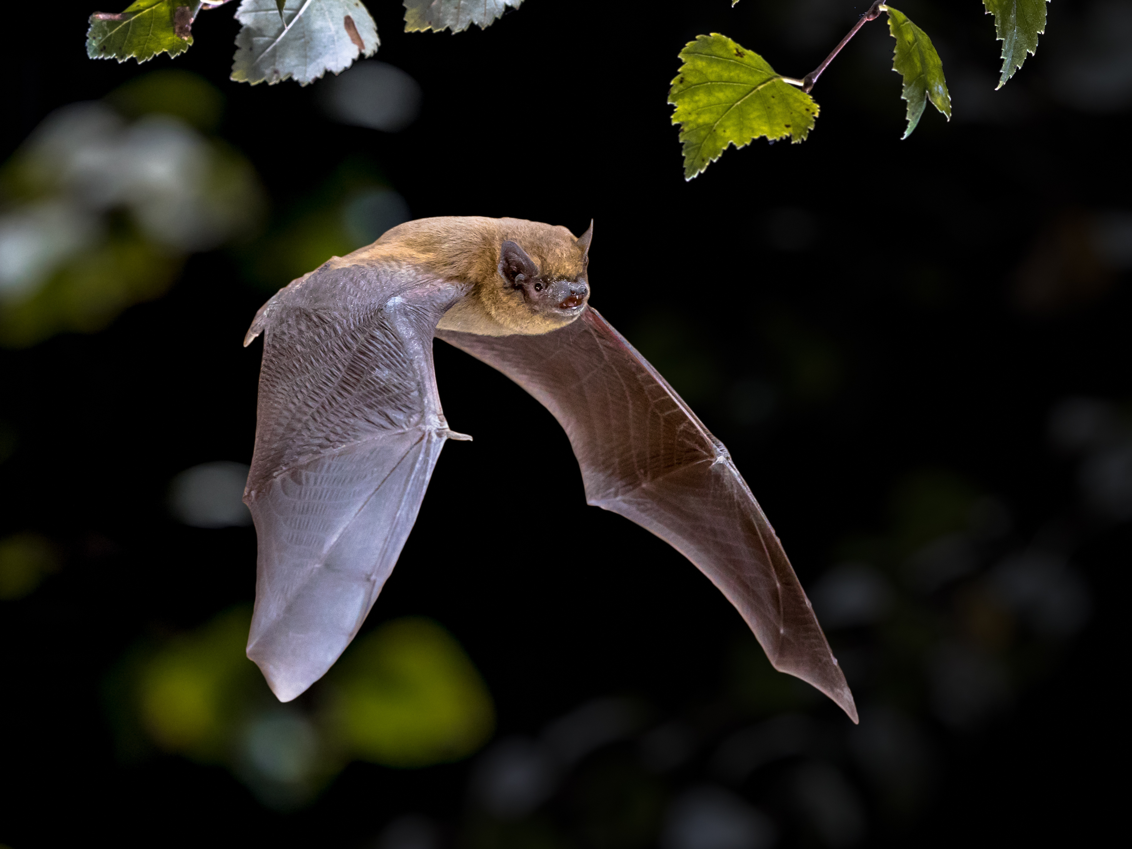 Nuit de la Chauve souris
