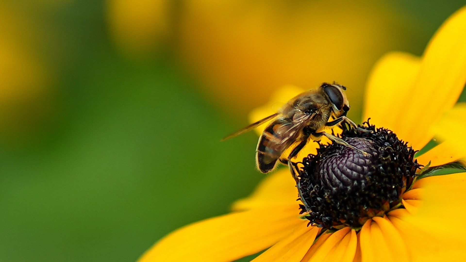 Atelier 4-10 ans : Abeilles et autres petites bêtes