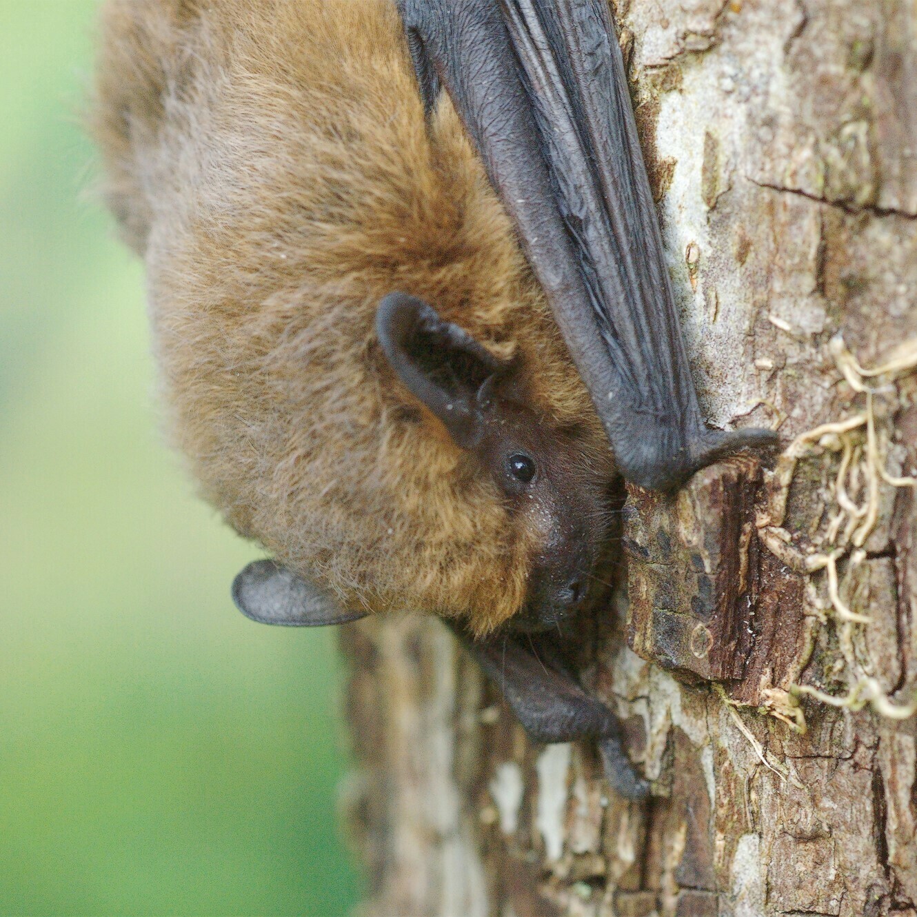 Dans la peau d'une chauve-souris