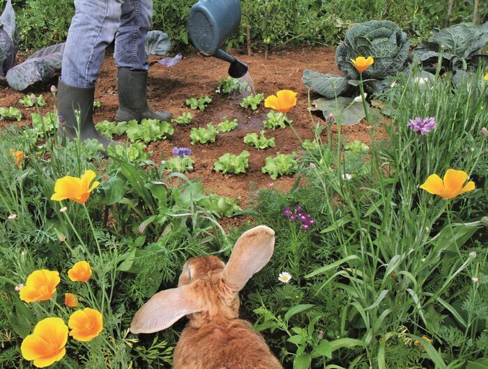 Affiche — Mon jardin aux beaux jours - Photographies de Nicolette Humbert