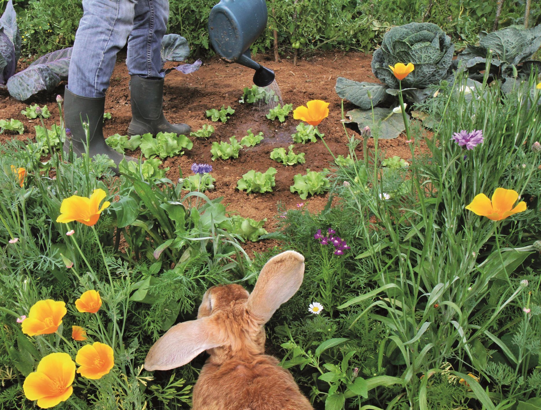 Mon jardin aux beaux jours - Photographies de Nicolette Humbert