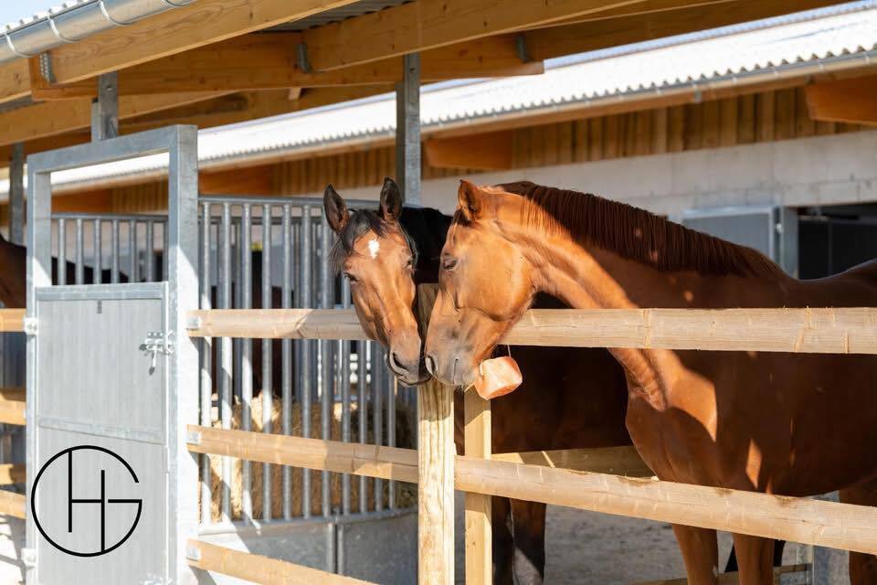 Visite du Haras de Glos
