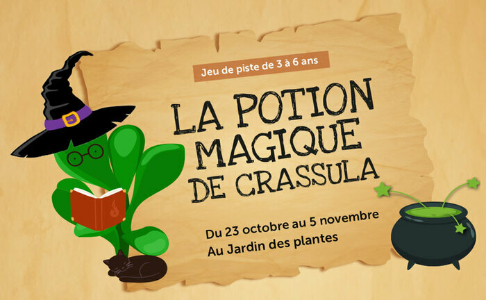 La potion magique de Crassula