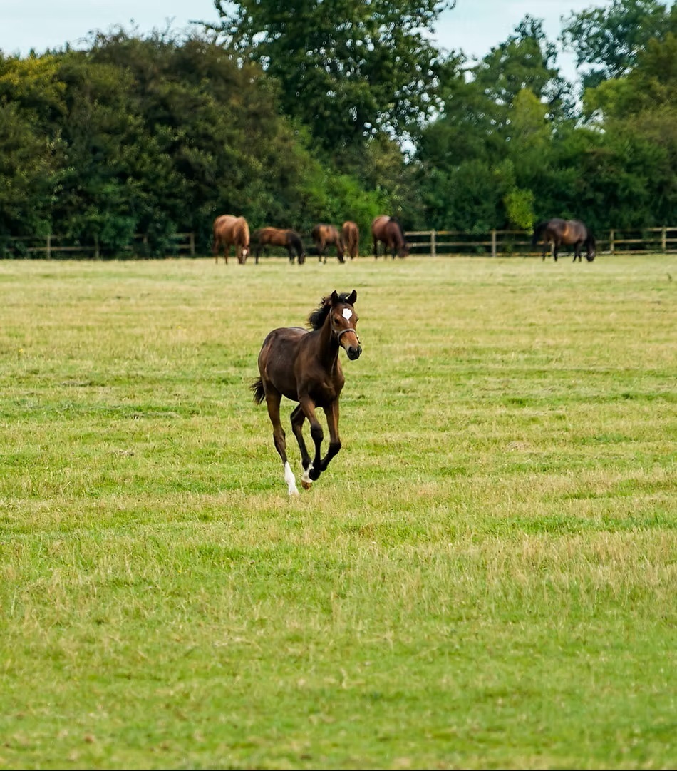 Visite du Haras de la Huderie
