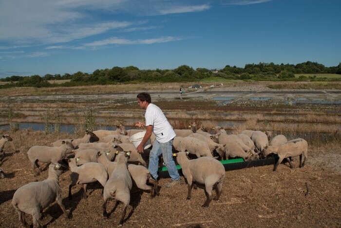 Visite d'élevage de Moutons sur les Marais Salants