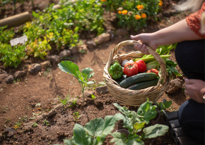 Mon potager avec Amélie