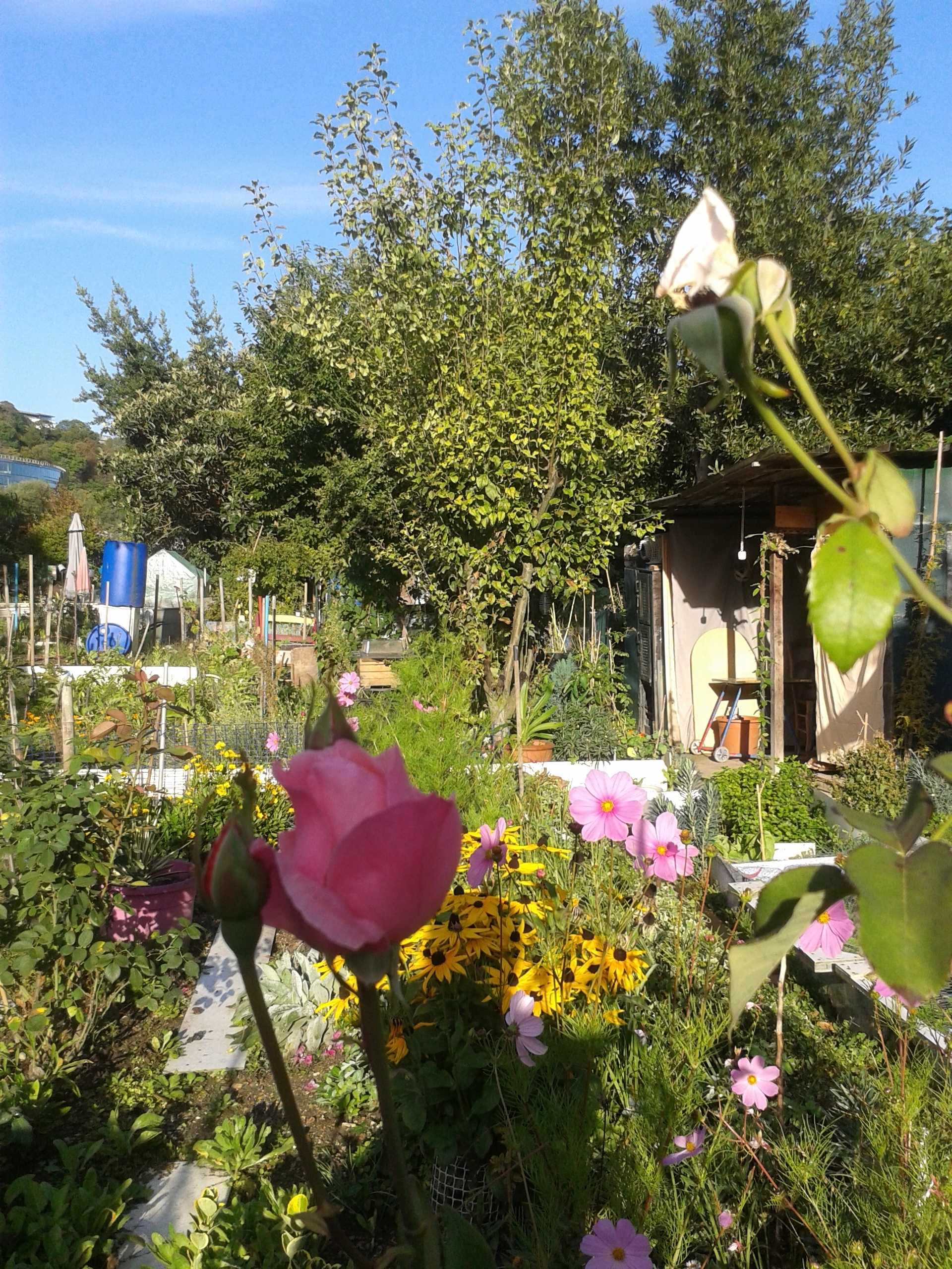 Visite libre des Jardins familiaux de la pointe de l’île