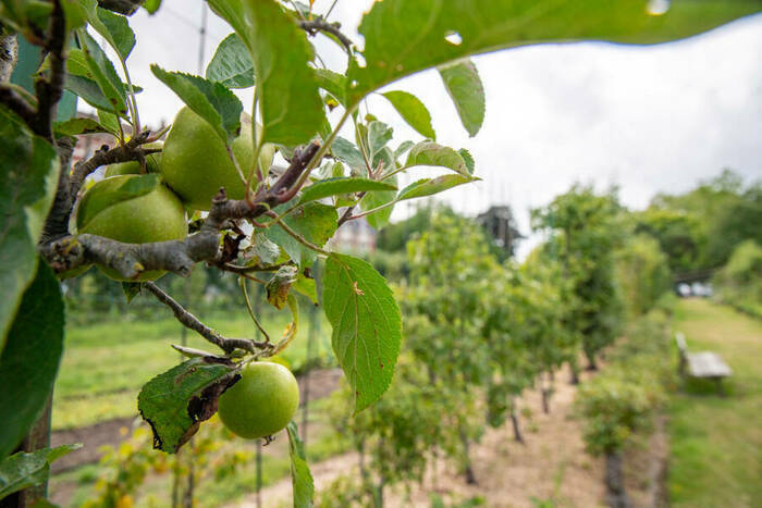 Atelier taille et plantation des arbres palissés Du 25 janv au 22 mars 2025