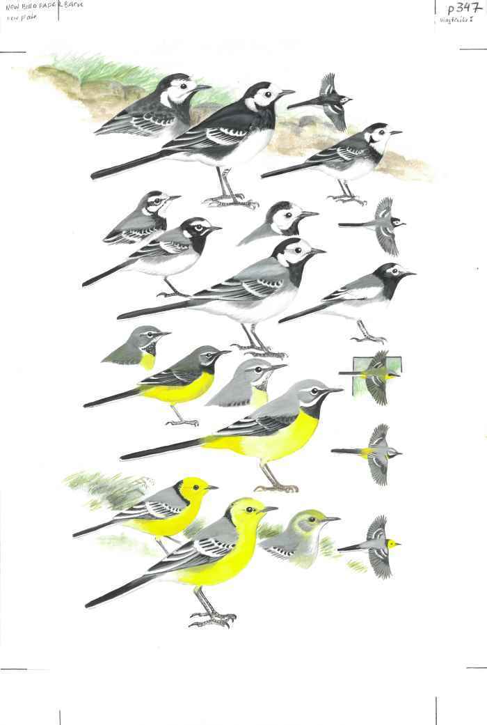 Quel est cet oiseau ?