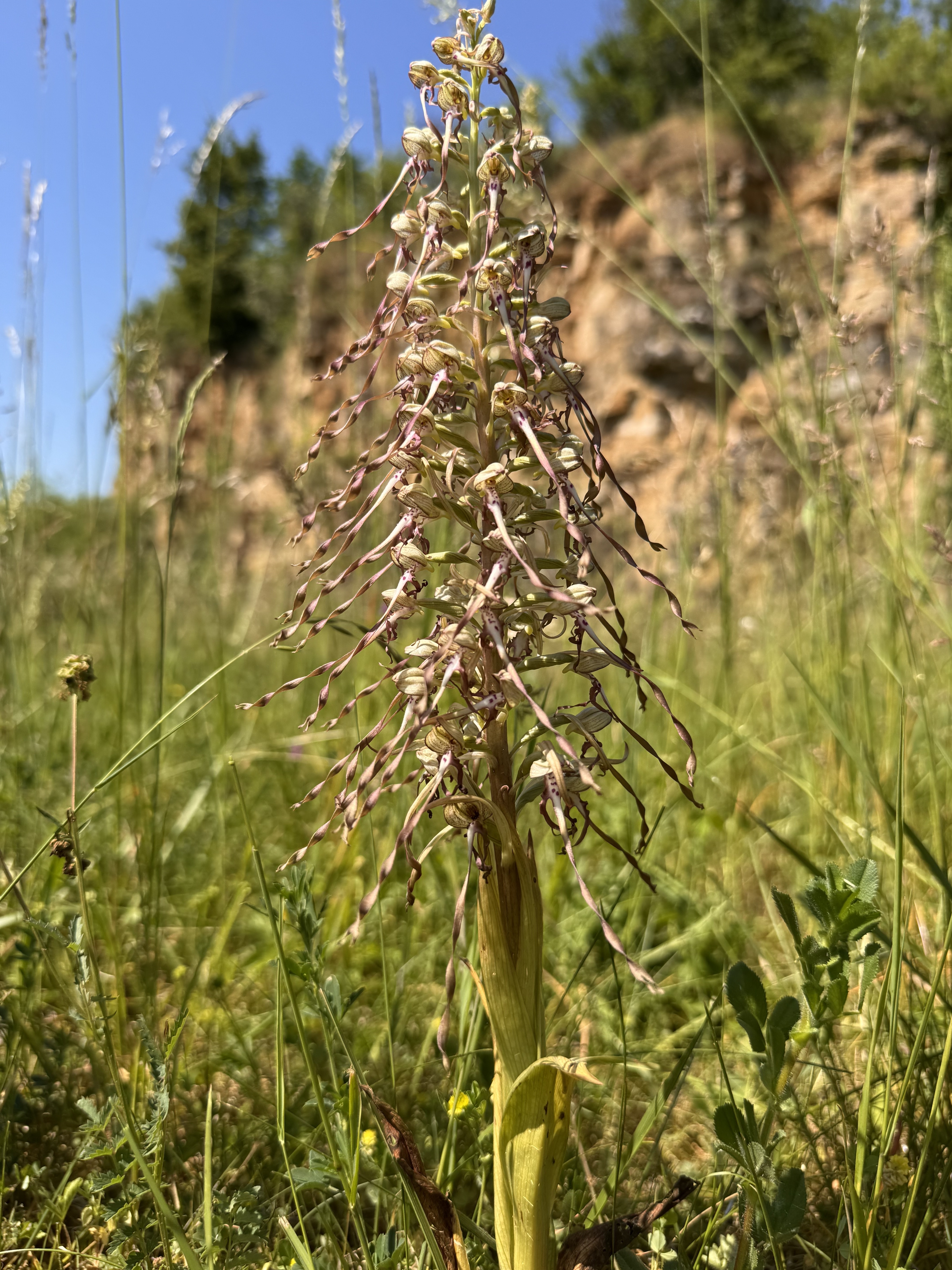 Balade découverte dans la Réserve naturelle nationale à Hettange-Grande