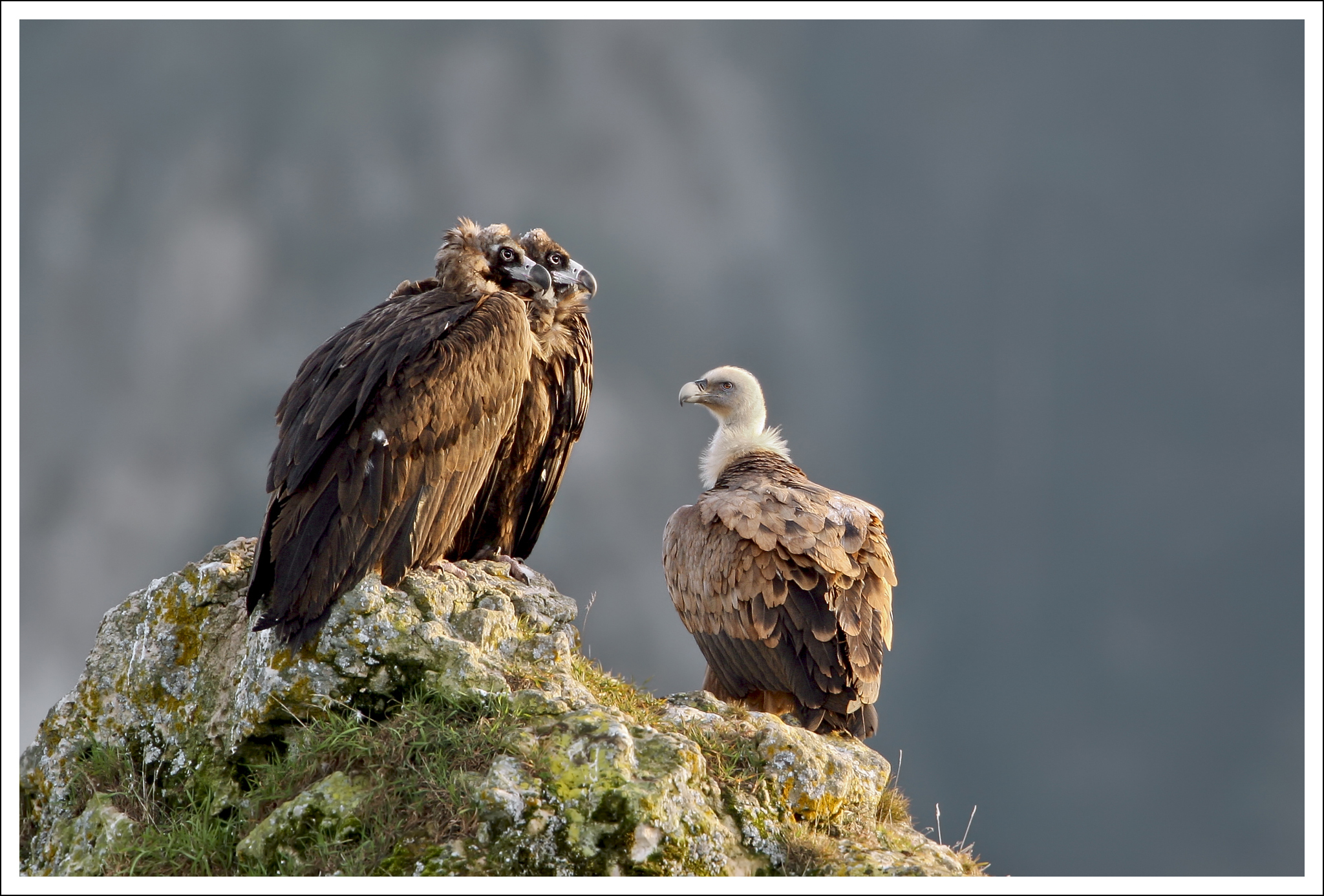 Vautours et compagnie