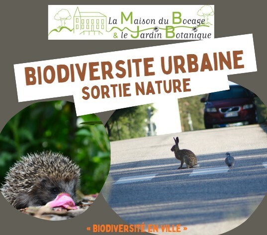 « Biodiversité en ville »