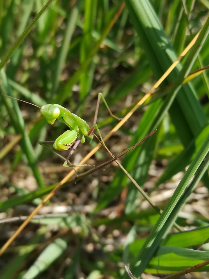 COMPLET | Spectacle conté « Insectes et petites bêtes au détour des chemins !"