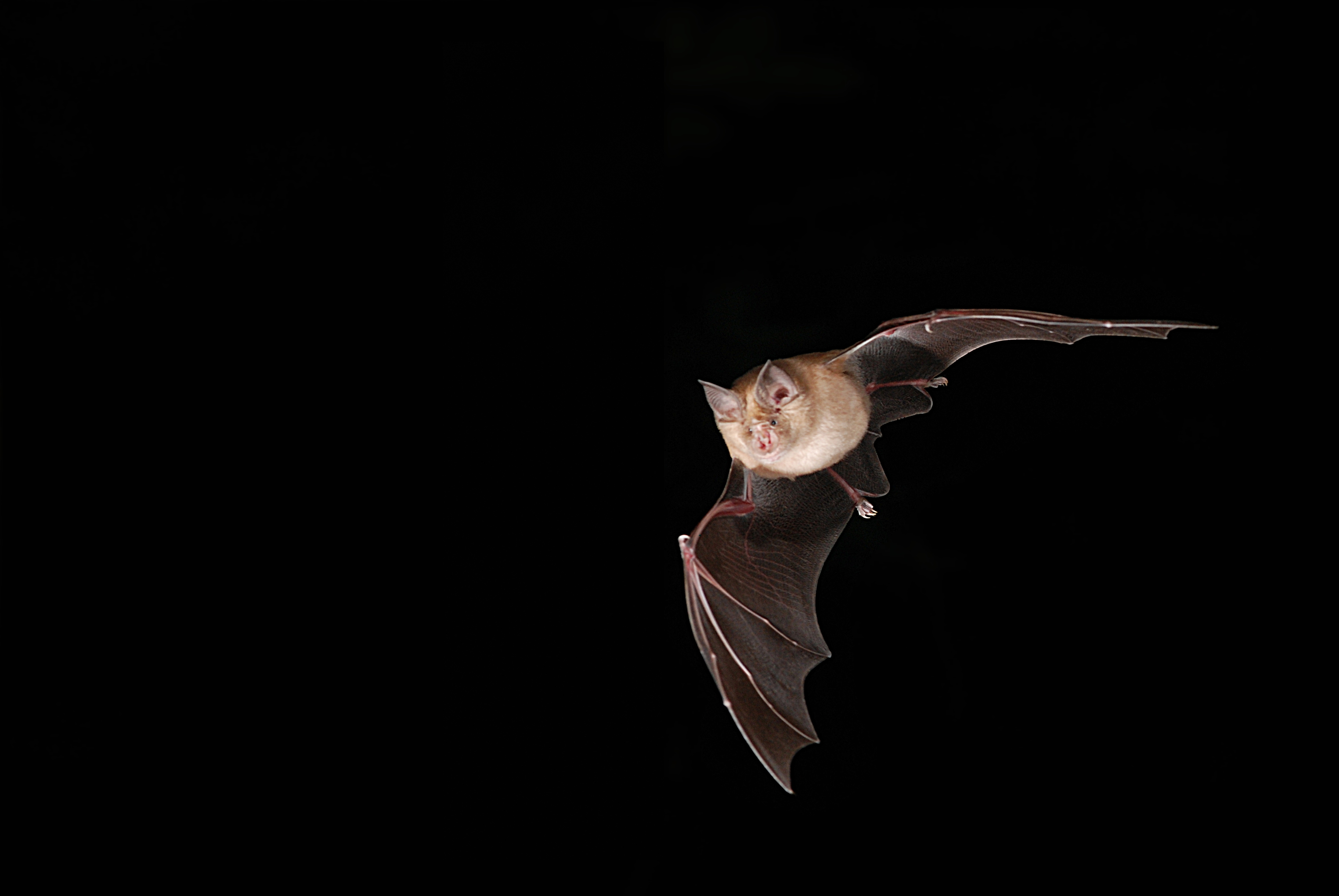 Nuit de la chauve-souris
