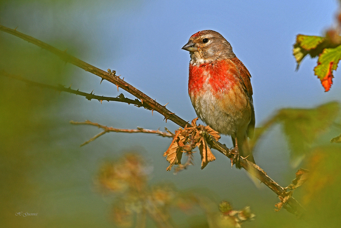 Diaporama sur les Oiseaux du Pays Blanc Pays Noir