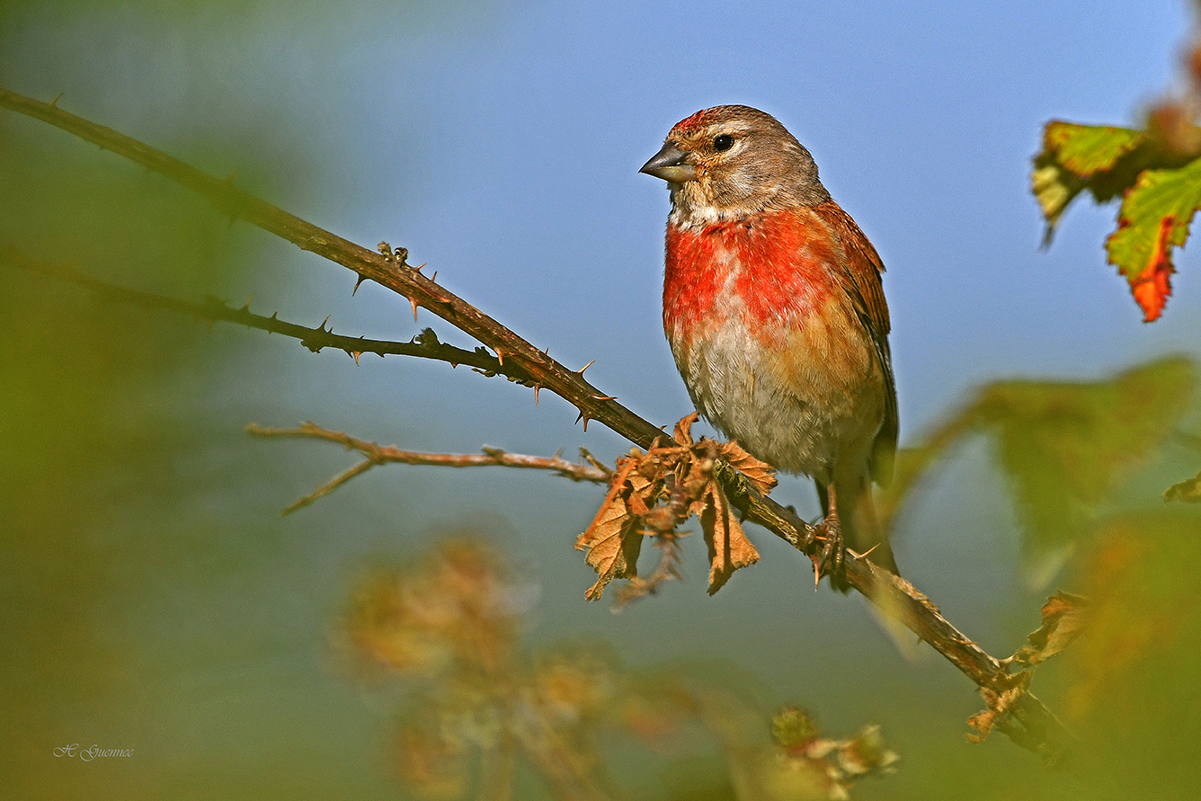 Diaporama sur les Oiseaux du Pays Blanc Pays Noir