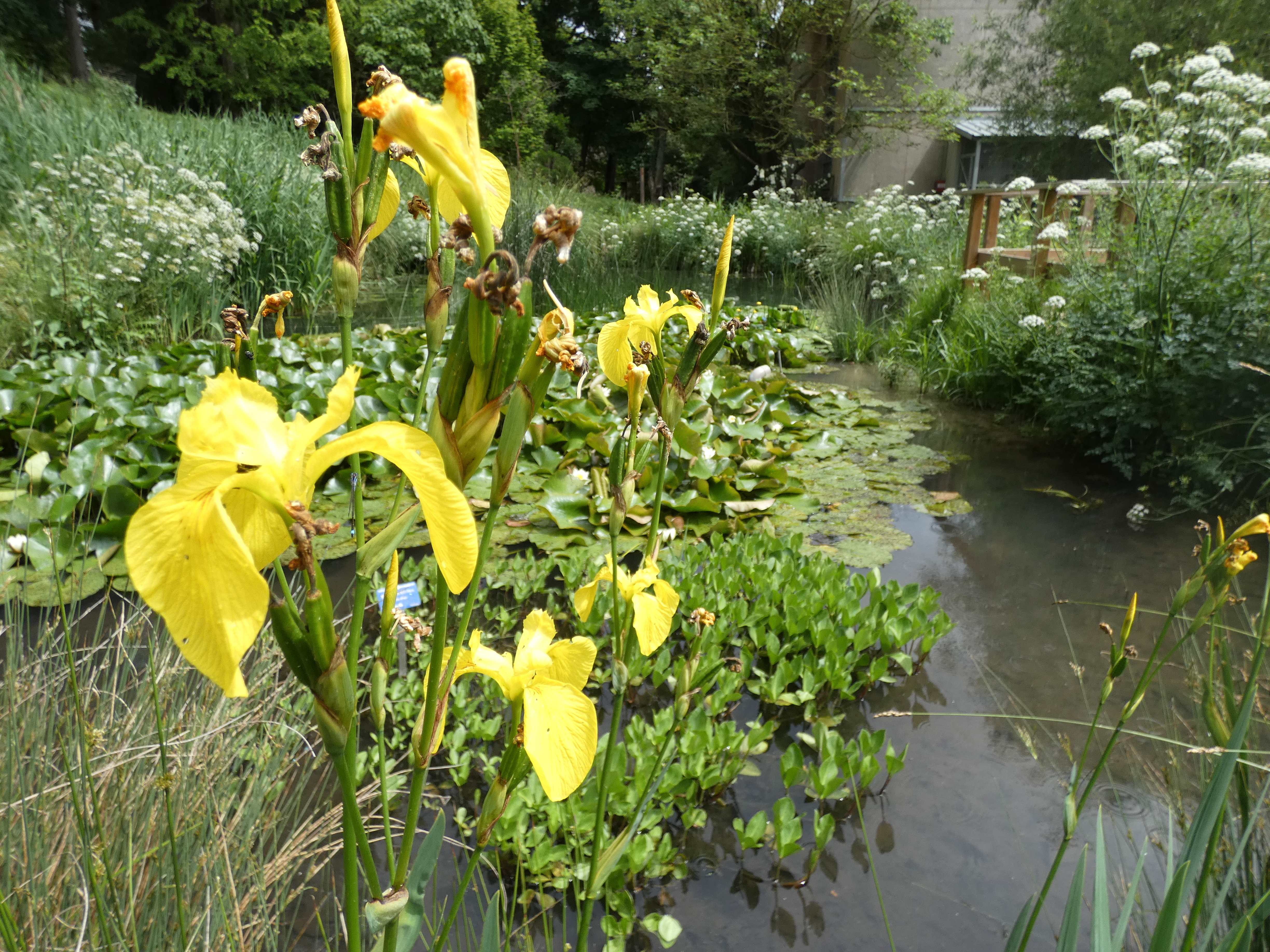 Jardin botanique de l'Université Paris-Saclay