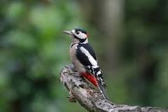 Les oiseaux du lac Daumesnil au bois de Vincennes-JEP 2026