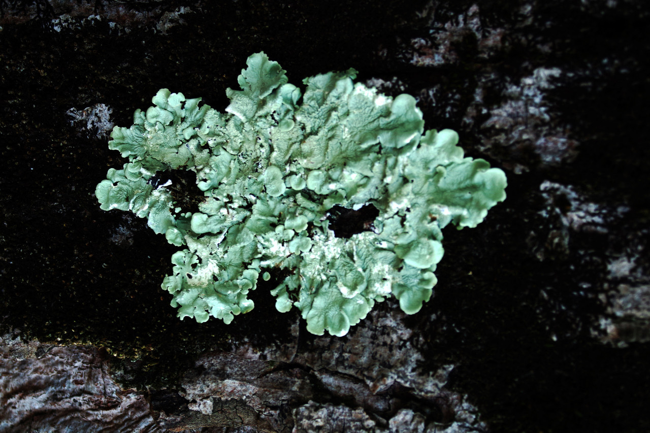 Exposition de LOUVE DELFIEU Liens Invisibles, MARTINE MOUGIN Mousses et Lichens - PAPIERS D'ART