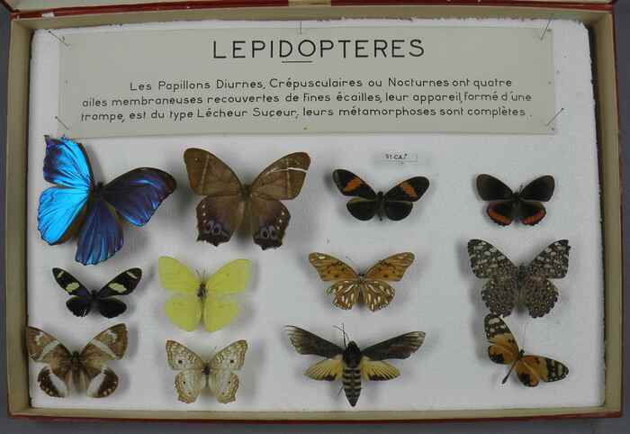 SAMEDI 23 MAI Des plis et des pattes : insectes et araignées en origami