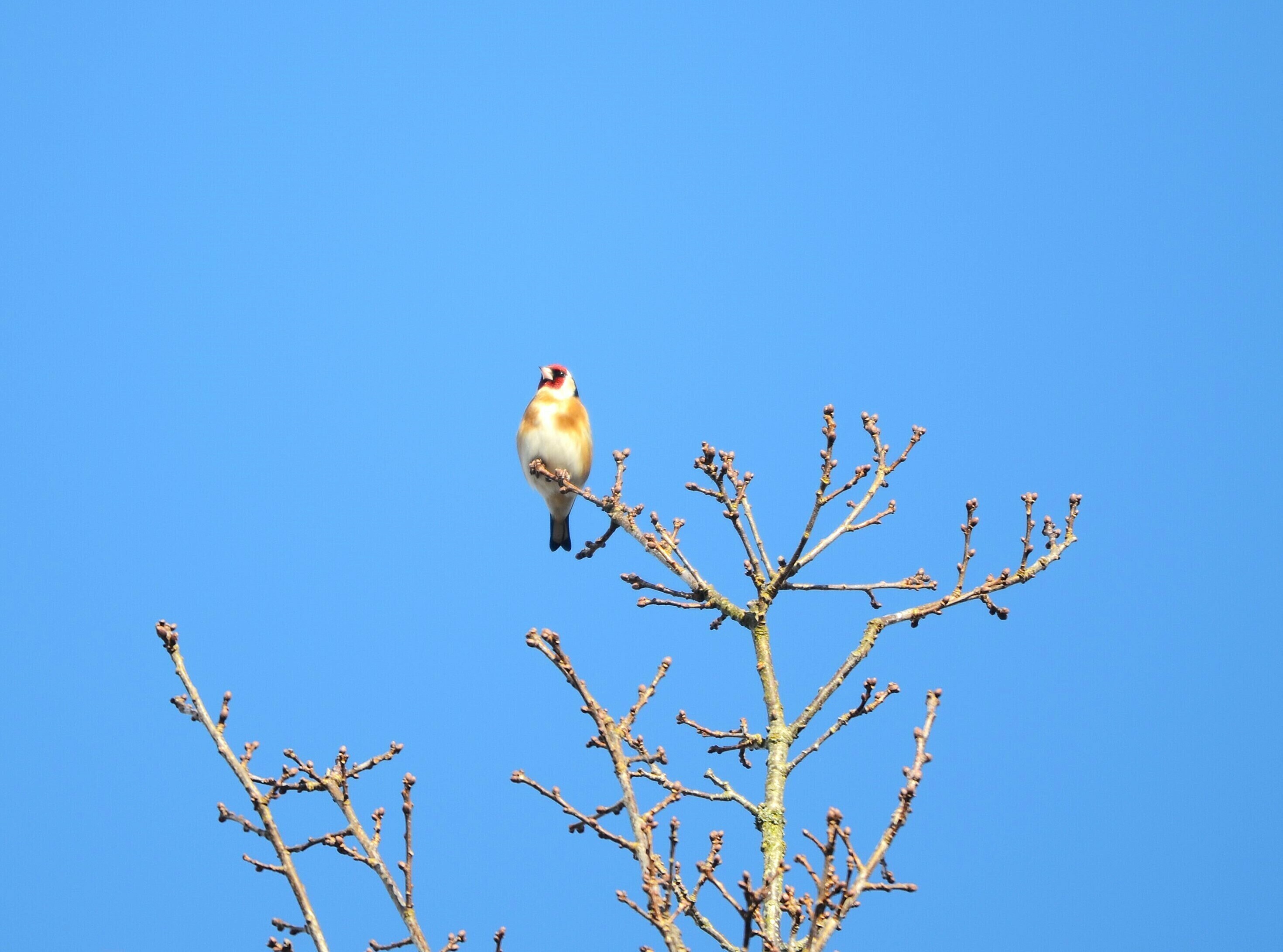 Aider les oiseaux en hiver