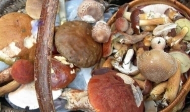 Découverte des Mycologues du Fort