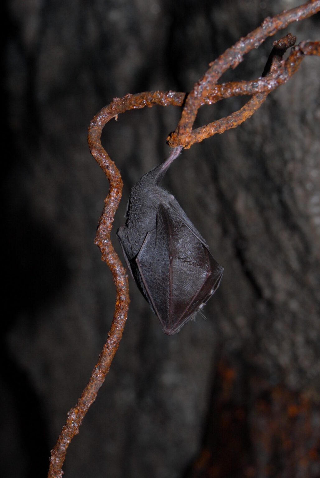 Soirée chauve-souris à St-Cyr-de-Valorges