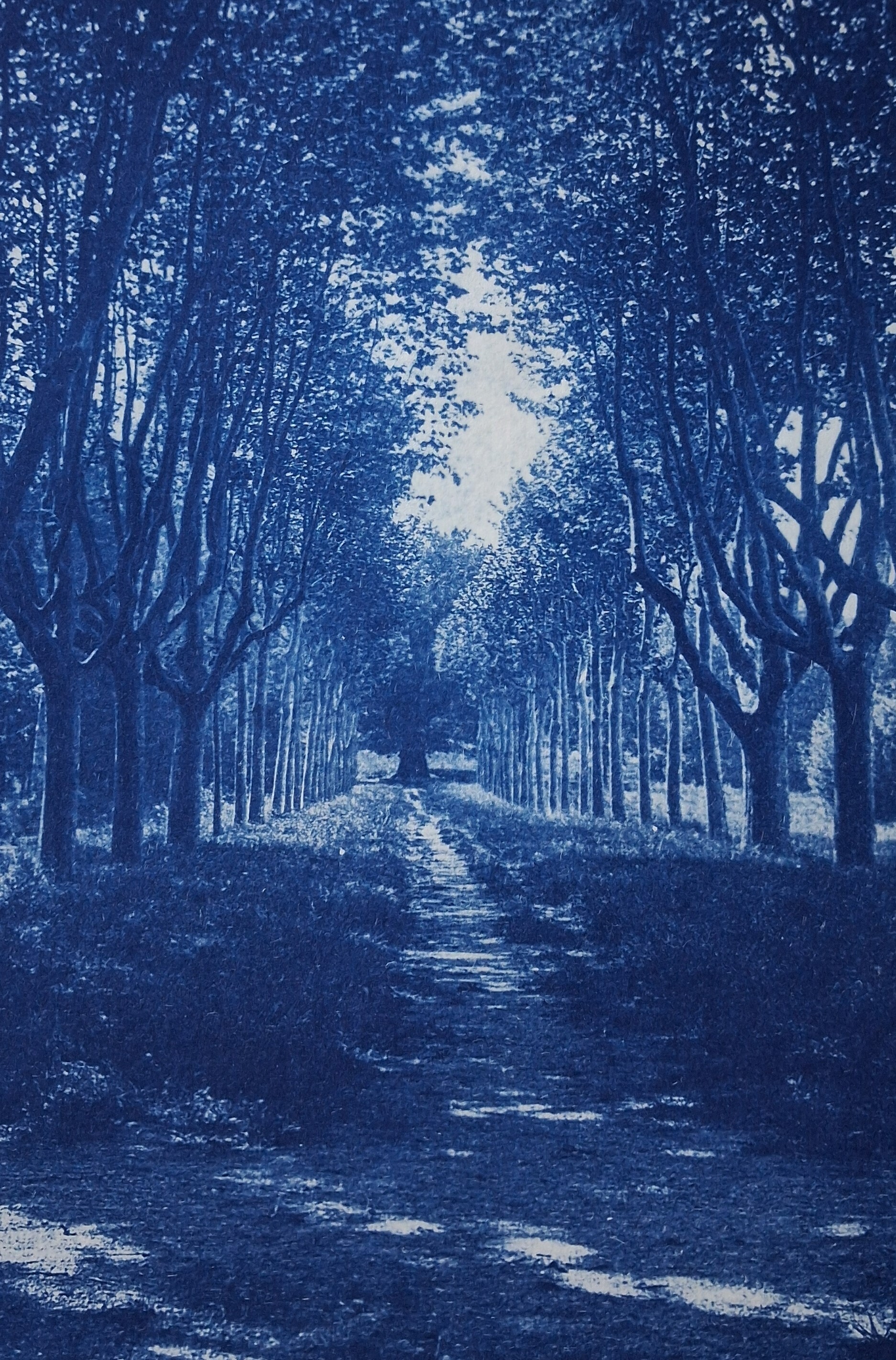 Atelier cyanotype