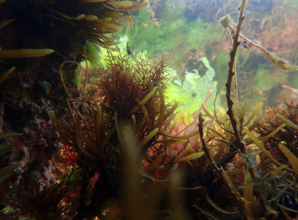 Stand Biodiversité marine