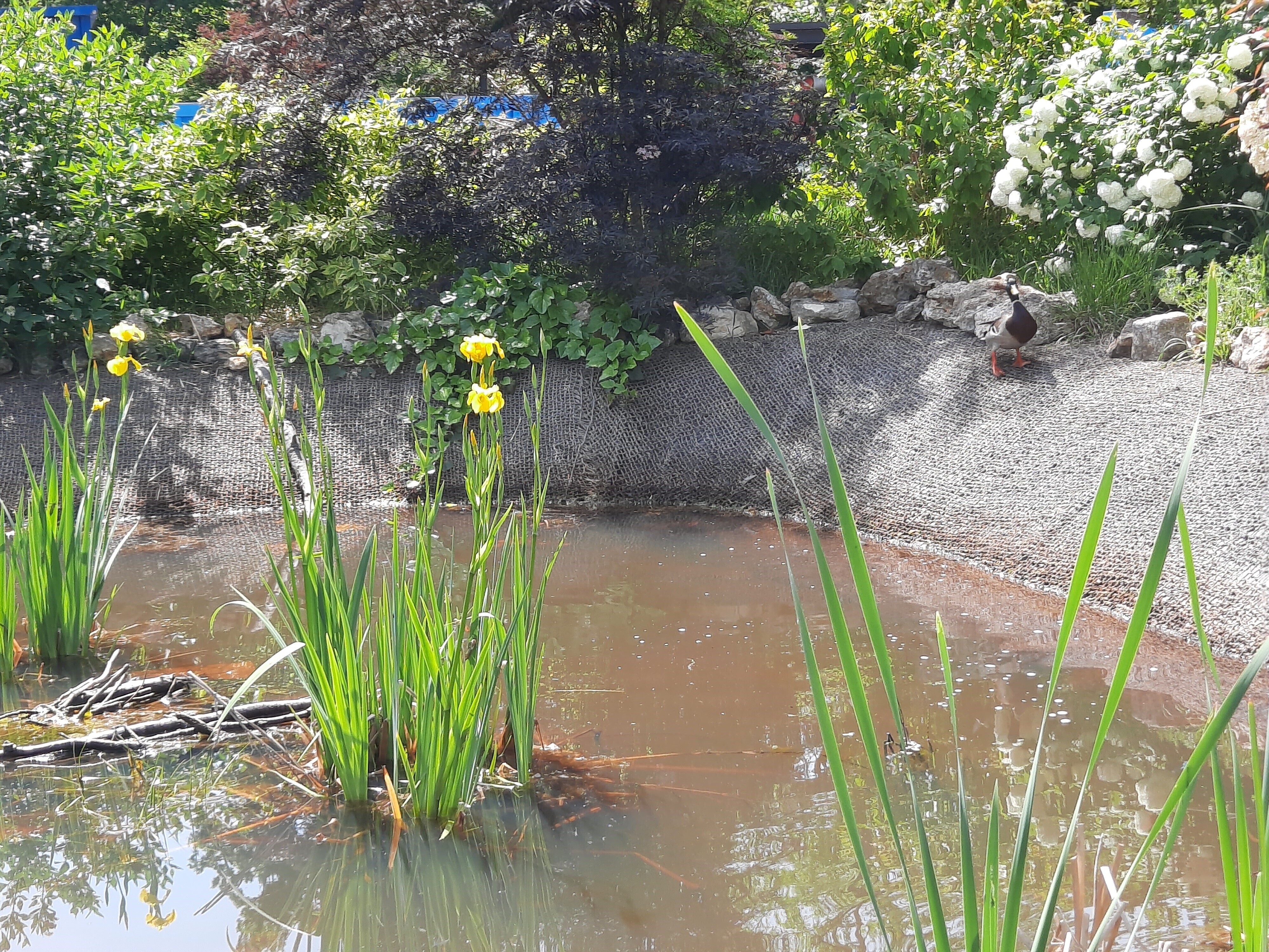 Visite thématique de la biodiversité du cimetière des Gonards