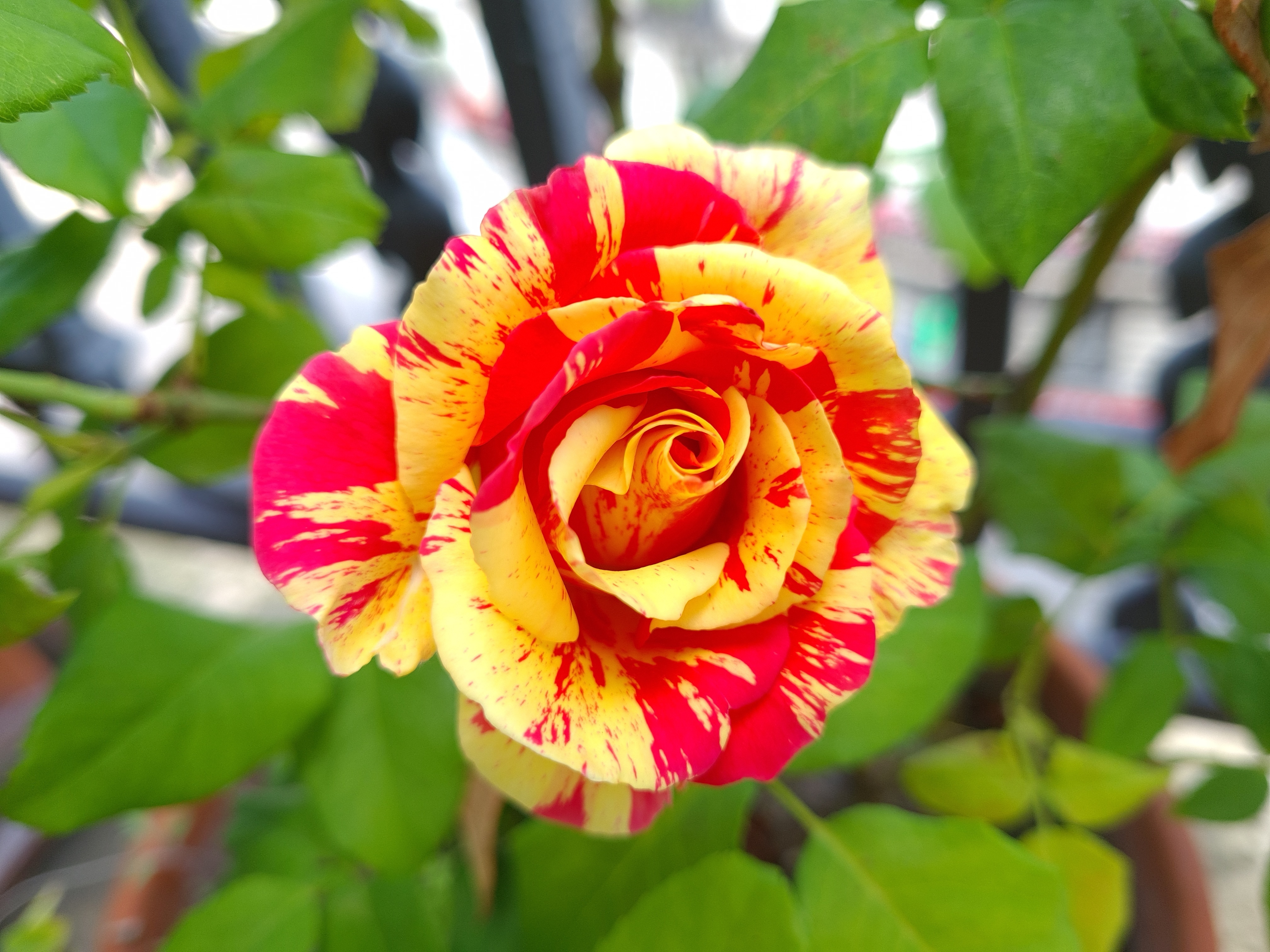Secrets de fleurs