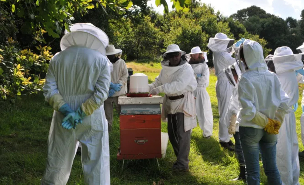 Découverte de l’apiculture