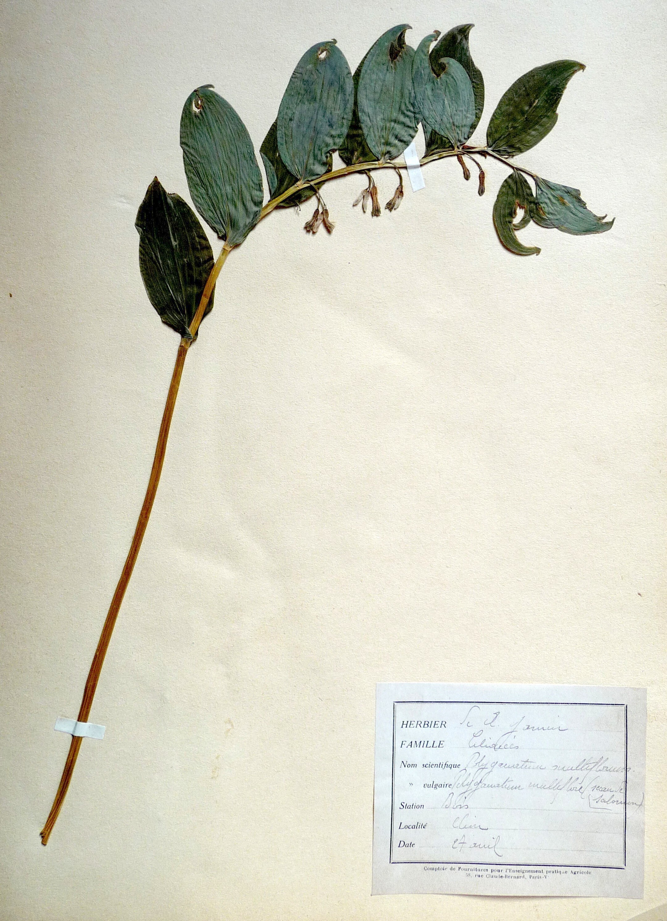 Découverte de l'herbier de Ferdinand Jamin
