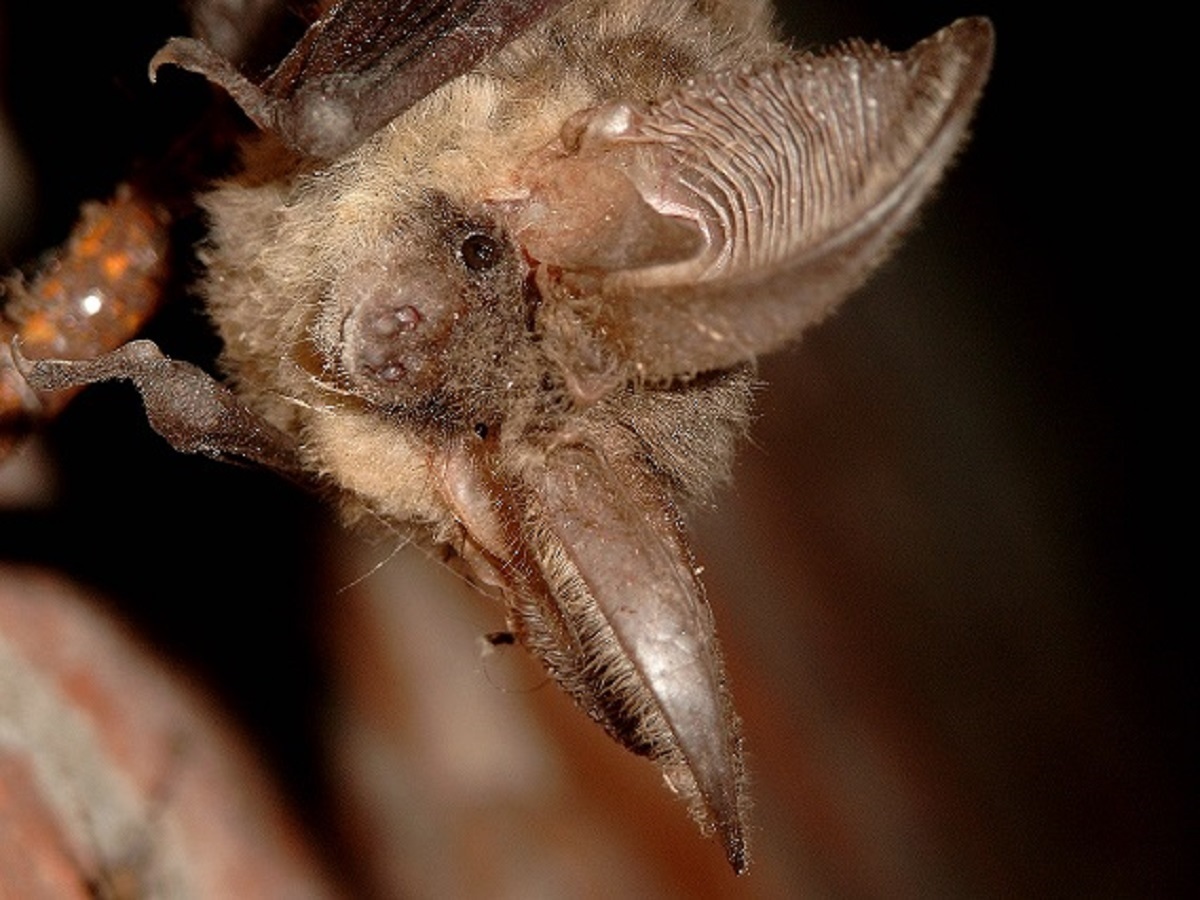 Nuit de la chauve-souris
