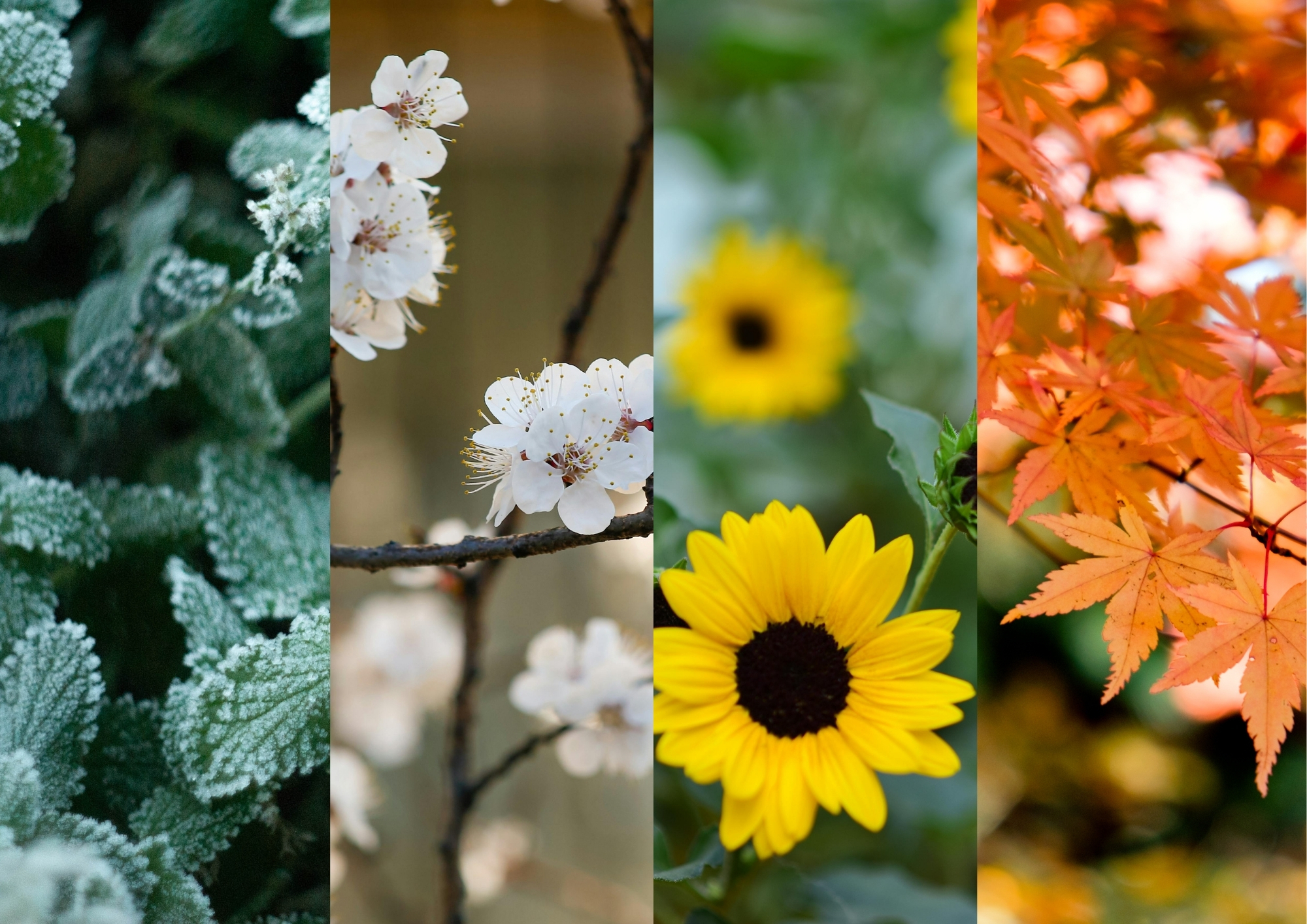 Les Quatre Saisons du Jardinier