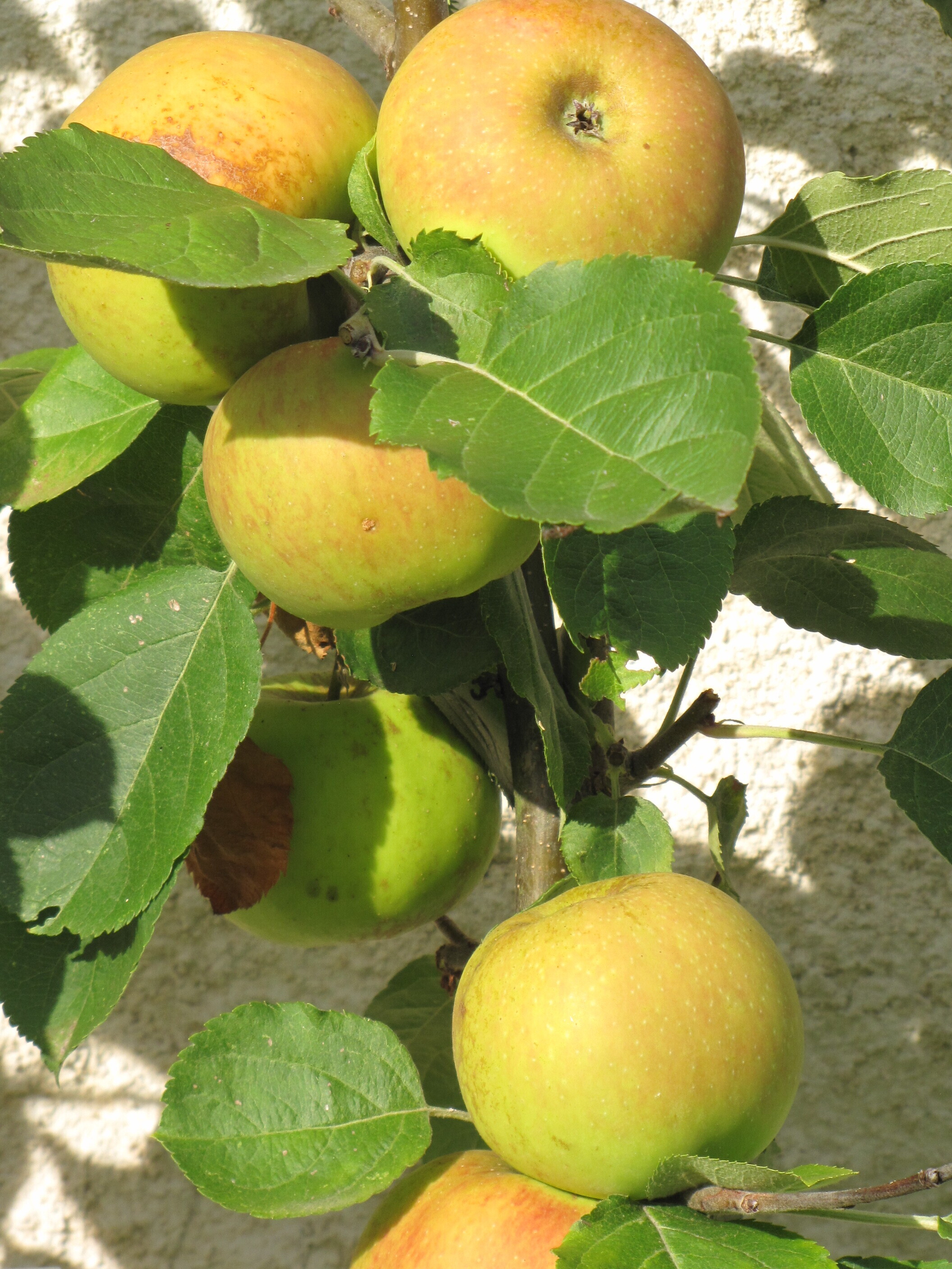 Le goût des fruits