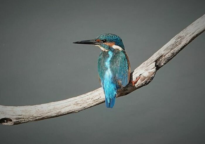 Sortie coorganisée par Île-de-France Nature