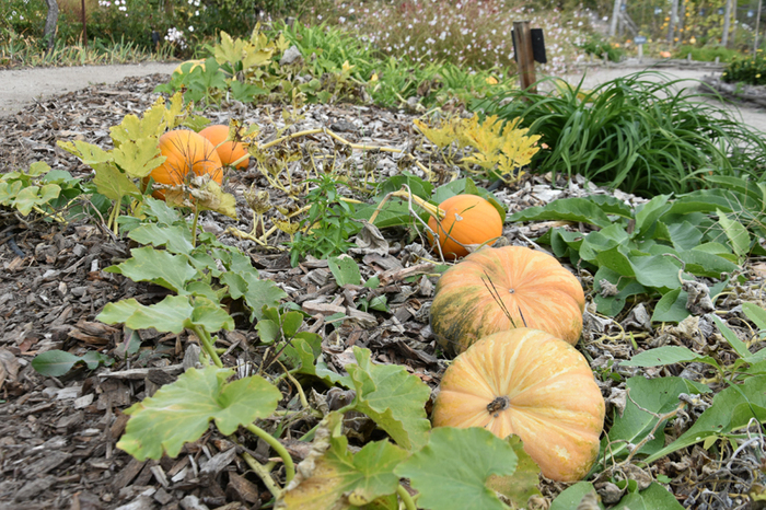 Pendant les vacances de la Toussaint, atelier creusage de citrouilles!